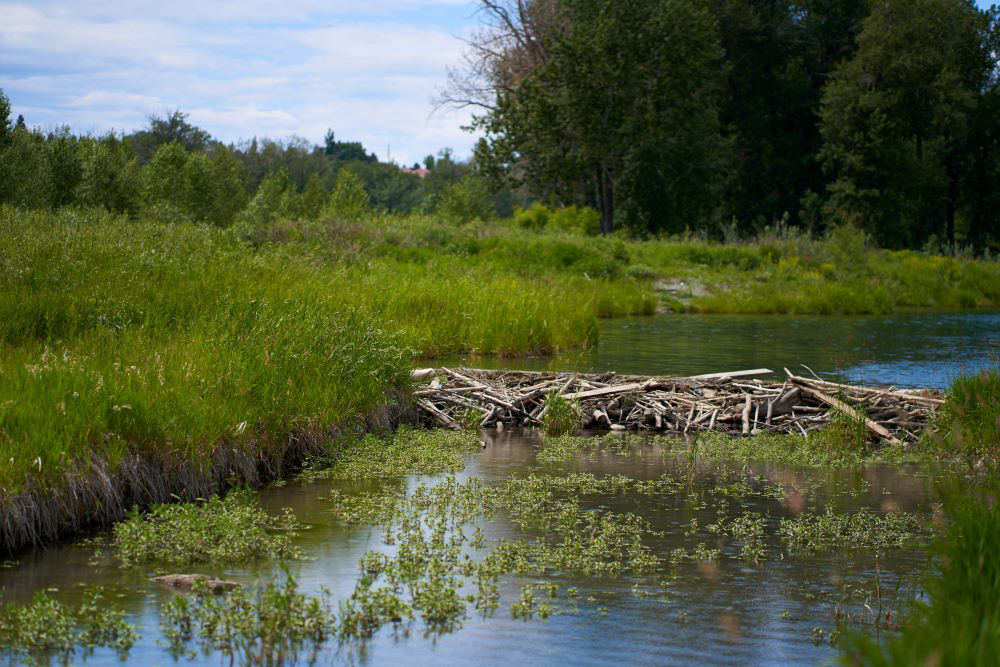 Fish and Wildlife Assessment